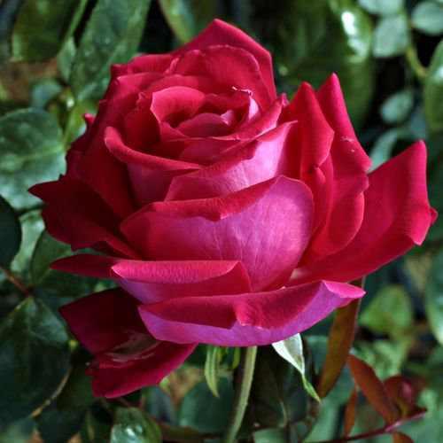 E-commerce, vendita, rose, in, vaso rose ibridi di tea - rosa - Rosa Anne Marie Trechslin™ - rosa intensamente profumata - Meilland International - I suoi fiori grandi, decorativi e profumati sono ben rappresentati nei bouquet.